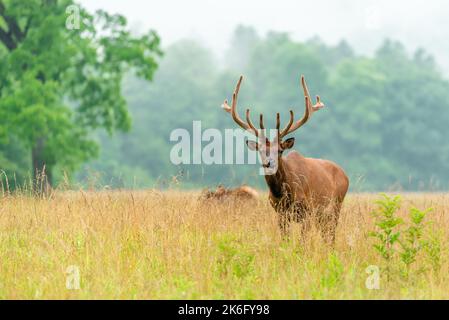 Large, Male Bull Elk in Field of Tall Grass with Trees In The Background, Velvet Antlers, Foggy Day Stock Photo