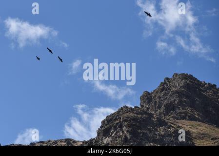 A group of Andean Condors fly above a mountain pass in the Sacred Valley, Cusco, Peru Stock Photo