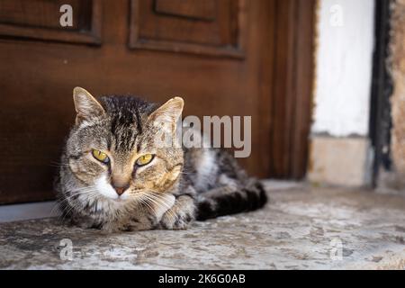 Homeless tiger cat lies in front of the entrance door. Domestic predator looking straight forward. Pet outdoors. Closeup portrait of vagabond animal Stock Photo