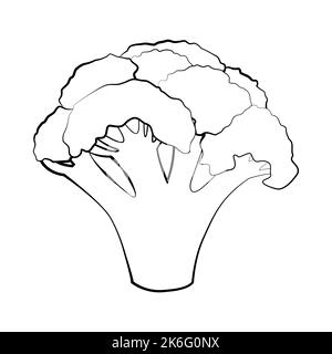 Broccoli in a thin line. Vector on a white background Stock Vector