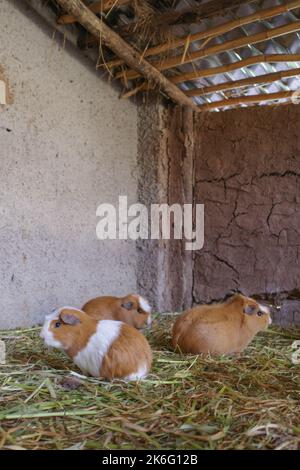 Guinea pigs being bred for food at a farm in the Sacred Valley, Cusco, Peru Stock Photo