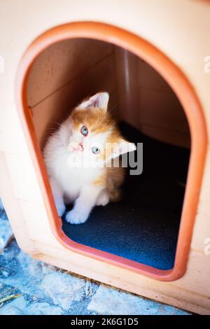 Little red and white homeless kitten with blue eyes look out from outdoor doghouse. Vertical photo. Cute pet outdoors. Vagabond childhood concept Stock Photo