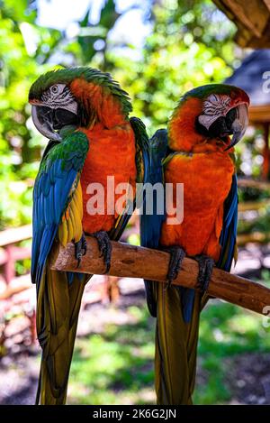 A vertical closeup of two macaws standing on the tree branch with blurred background Stock Photo