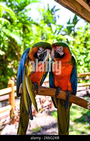 A vertical closeup of two macaws standing on the tree branch with blurred background Stock Photo