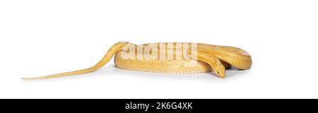 Butter Corn Snake or Red Rat Snake, Pantherophis guttatus, isolated on a white background. Stock Photo