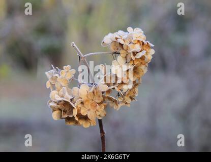 Frosted Hydrangea dead flower head in winter Stock Photo