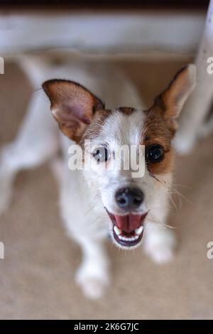 Dog Jack Russell looks up directly into the camera. Shallow depth of field. Top view. Vertical photo. Stock Photo