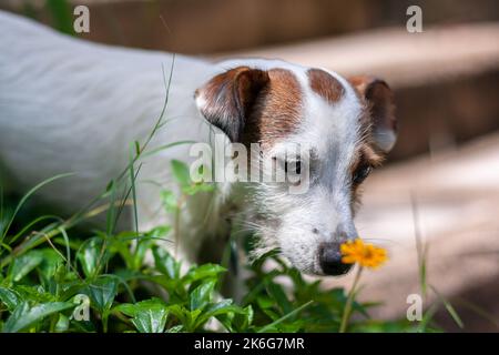 Dog breed Jack Russell among grass and blurred flower. Shallow depth of field. Horizontal photo. Stock Photo