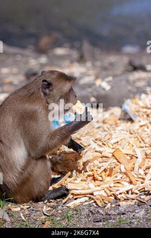 Macaque monkey eats bread crusts from large pile on ground. Selective focus, blurred background. Side view. Vertical image. Stock Photo