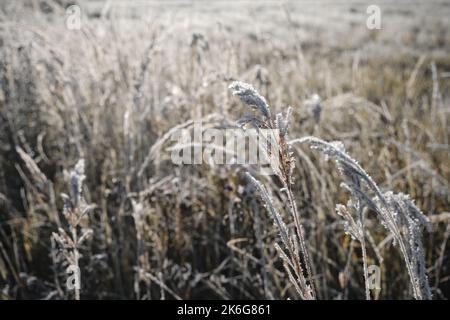 Abstract natural background of soft wild brown plants. Concept nature in detail at end of autumn. First frosts. Pampas grass on blur bokeh, Dry reeds Stock Photo