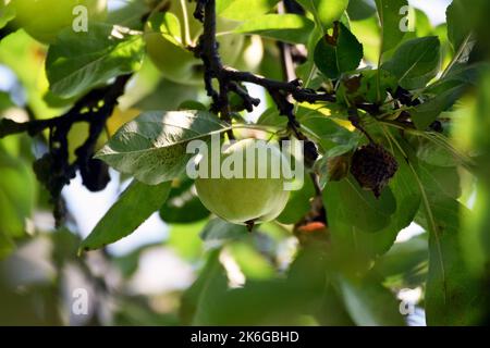 A green apple hanging in the tree; it has multiple health benefits, weight loss, improves gut and brain health; symbol for knowledge and sin. Stock Photo