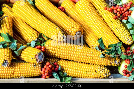 Fresh corn cobs and rowan berries close up. Harvested a fresh organic corn cobs Stock Photo