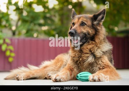 Portrait of a German Shepherd dog lying, green teal rubber ball toy beside her. Dog looking away, smiling. Stock Photo