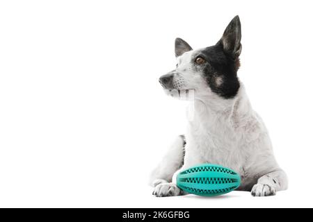 Adorable black and white dog is lying, green rubber toy between her paws. Isolated on white, copy space on left side. Stock Photo