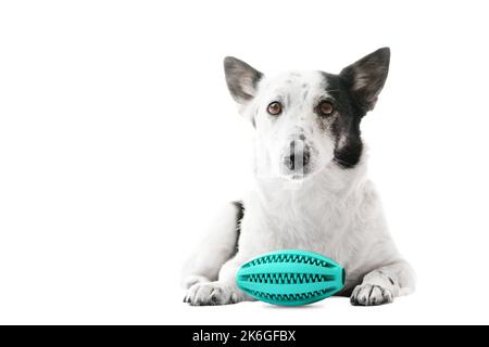 Cute black and white dog is lying, green rubber toy in front of her. Isolated on white, copy space on left side. Stock Photo