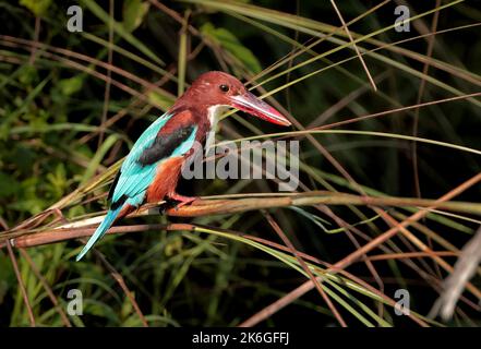 white-throated kingfisher also known as the white-breasted kingfisher is a tree kingfisher, widely distributed in Asia. Stock Photo