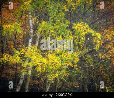 A beautiful view of autumn trees in the forest in Burnham Beeches, Buckinghamshire Stock Photo