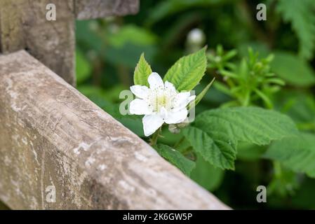 A closeup shot of the Rubus Illecebrosus Stock Photo