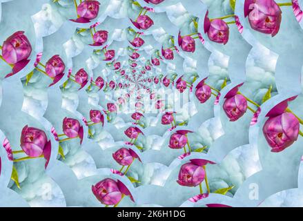 An abstract fractal spiral of red tulip flower heads on a grey blue tunnel effect spinning towards a centre Stock Photo
