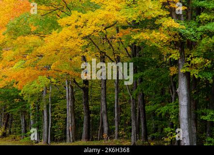 The edge of the forest along Green Road creates a autumn scenic delight, Door County, Wisconsin Stock Photo