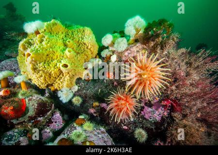 Colorful marine sponge, Northern Red Anemone and Frilled anemone underwater in the St. Lawrence River Stock Photo