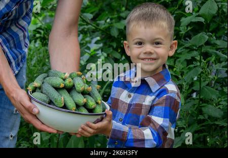 The child and father are holding cucumbers in their hands. Selective focus. Kid. Stock Photo