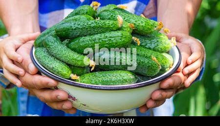 The child and father are holding cucumbers in their hands. Selective focus. Kid. Stock Photo