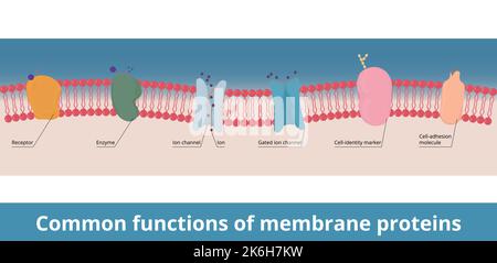 Common functions of membrane proteins. Receptor, enzyme, gated ion channel, cell-identity marker and cell-adhesion molecule. Chemical messenger Stock Vector
