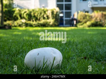 Calvatia gigantea, commonly known as the giant puffball mushroom, growing in front of the building, selective focus Stock Photo