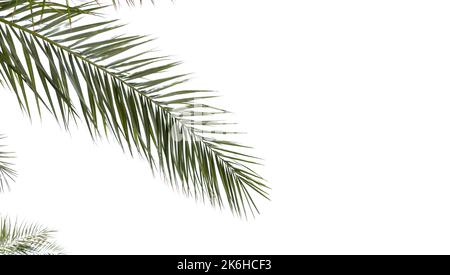 Green palm tree leaves isolated on white background, panoramic background with selective focus and copy space area