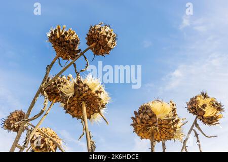 Heads of large thistle-like flowers of Cynara cardunculus in late autumn garden. Stock Photo