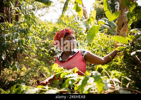 A woman smallholder farmer prunes her coffee trees on her coffee farm in Kasese District, Uganda, East Africa. Stock Photo