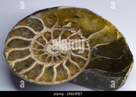 Opalized ammonite, ammolite on white background surface, macro, Stock Photo