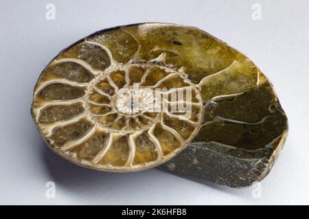 Opalized ammonite, ammolite on white background surface, macro, Stock Photo