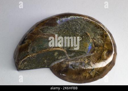 Opalized ammonite, ammolite on white background surface, macro, Stock Photo