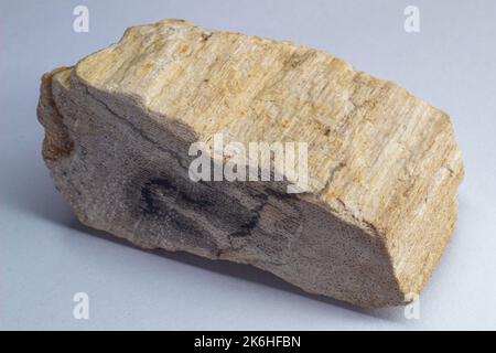 Petrified wood, 20 million years old wood. Wood turned into stone Stock Photo