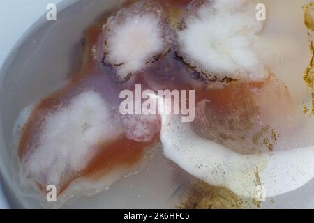Flower dendritic agate chalcedony cabochon gem on white background macro Stock Photo