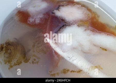 Flower dendritic agate chalcedony cabochon gem on white background macro Stock Photo
