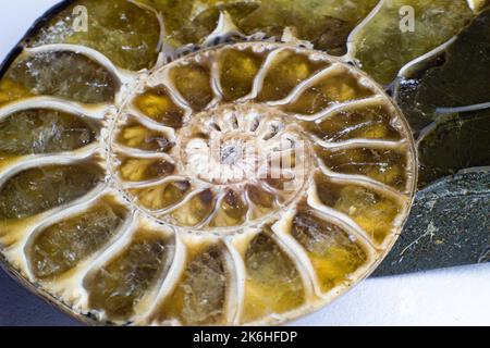 Opalized ammonite, ammolite on white background surface, macro, Stock Photo