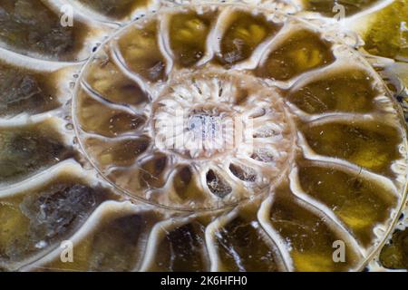 Opalized ammonite, ammolite on white background surface, macro, Stock Photo