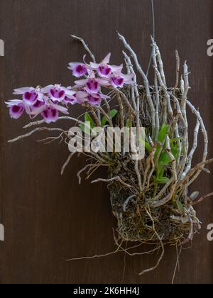 Beautiful blooming white and purple dendrobium anosmum epiphtyic orchid species isolated on dark wood background Stock Photo