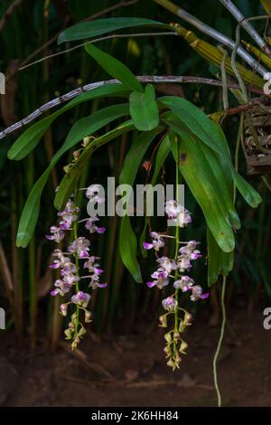 Closeup view of tropical epiphytic orchid species aerides falcata with clusters of white and purple pink flowers blooming on dark natural background Stock Photo