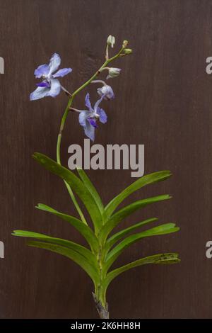 Closeup view of blooming white and purple blue vanda coerulea epiphytic orchid species isolated on dark wood background Stock Photo