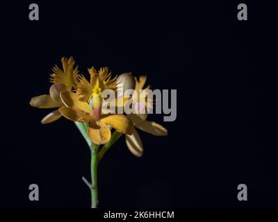 Closeup view of beautiful epidendrum epiphytic tropical orchid blooming with bright yellow orange flowers and bud isolated on black background Stock Photo
