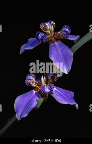 Bright purple blue neomarica caerulea - aka walking iris or apostle's iris - flowers blooming on a leaf, isolated outdoors on black background Stock Photo