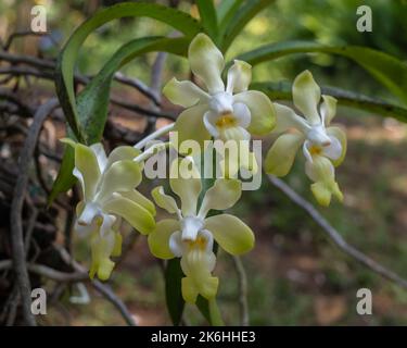 Closeup view of yellow and white vanda denisoniana epiphytic orchid species flowers blooming in outdoors tropical garden on natural background Stock Photo
