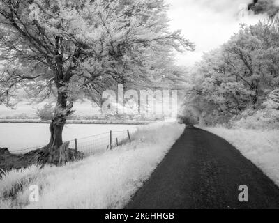 A black and white infrared image of a country lane on Brendon Hill in Exmoor National Park, Somerset, England. Stock Photo