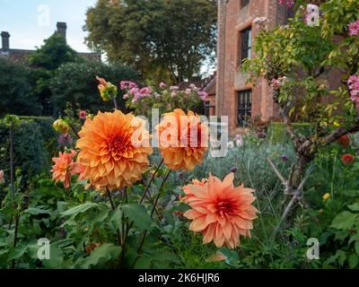 Dahlia 'Great Hercules' at Chenies Manor Garden. A stunning bronze, yellow, tall decorative dahlia in October with the Tudor Manor house behind. Stock Photo