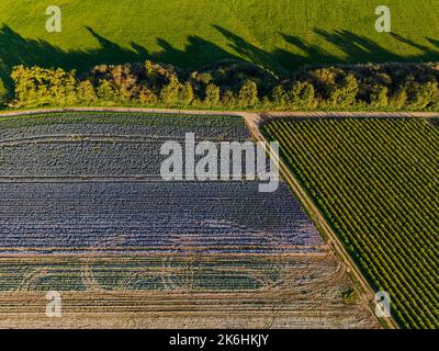 Crossroads of two dirt roads between blue cabbage field and trees in autumn Stock Photo