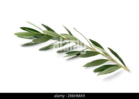 Single fresh green olive twig close up isolated on white background Stock Photo